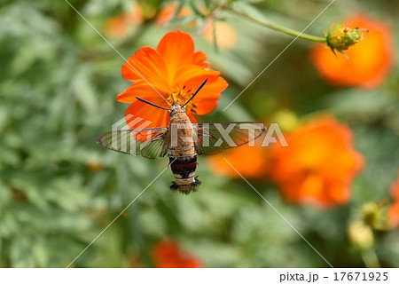 オオスカシバとキバナコスモス オオスカシバとキバナコスモス 17671925