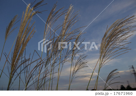 ススキ 17671960