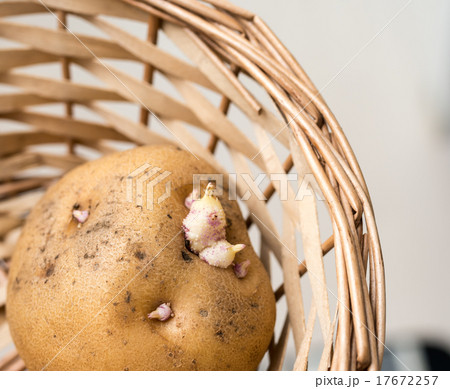 じゃがいもの芽 じゃがいもの芽 17672257