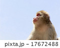 青空バックに遠くを見つめる猿 17672488