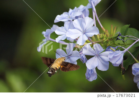 ルリマツリの蜜を吸うオオスカシバ 17673021