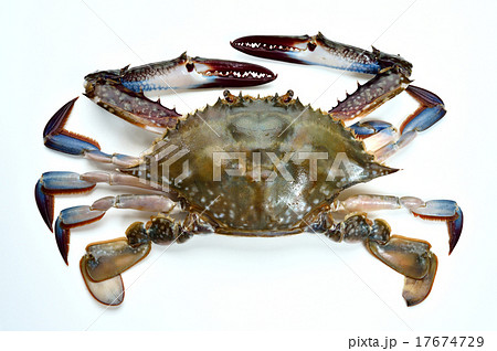 注意)左目が欠損につき、レタッチ合成で右目を移植画像合成しています。渡蟹(ワタリガニ/渡り蟹)。 注意)左目が欠損につき、レタッチ合成で右目を移植画像合成しています。渡蟹(ワタリガニ/渡り蟹)。 17674729