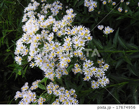 薄紫色の花の色から色名の語源となった紫苑。花言葉も「君の事は忘れない」と意味深だ。 17674956