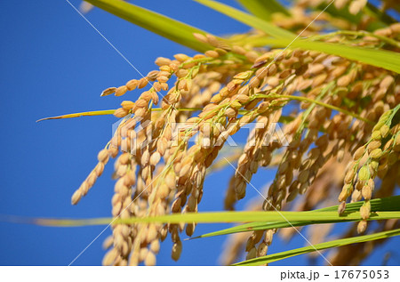 コシヒカリの稲穂 17675053