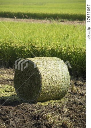 干し草ロール 17675067