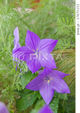 キキョウの花 (Platycodon or Bellflowers) キキョウの花 (Platycodon or Bellflowers) 17675152