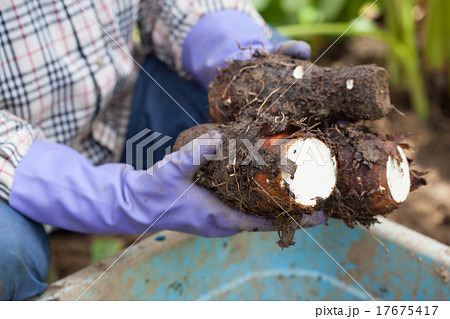 ターンム 17675417