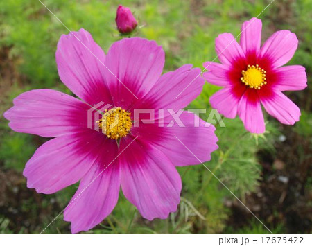 こすもす　ピンク 17675422