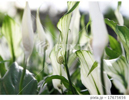 Flower spatifilum  Lat. Spathiphyllum 17675656
