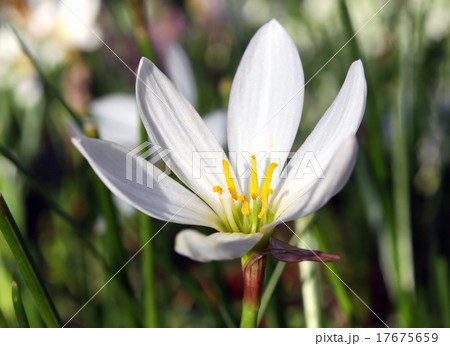 Zephyranthes candida Herb 17675659