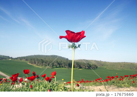 Blooming wild anemone against the sky 17675660