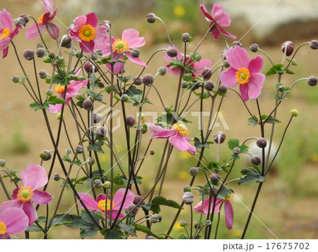 菊に似た淡紅色や白花を咲かせ、楚々として和風のイメージを醸す シュウメイギク。 17675702