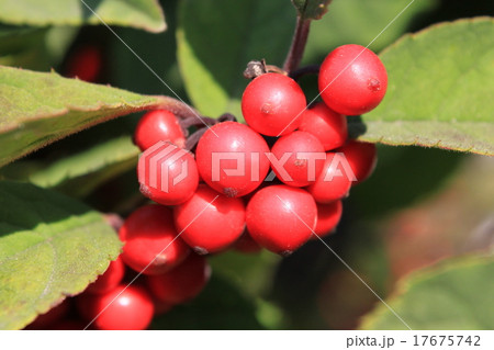 ウメモドキの実 17675742