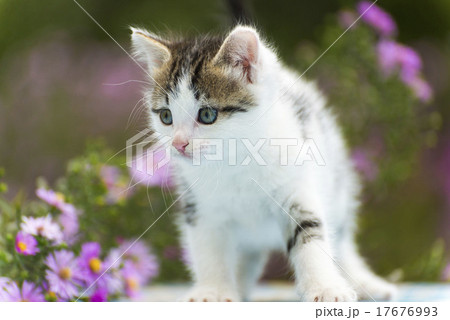 Motley kitten standing on  background of flowers 17676993