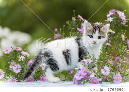 Motley kitten standing on  background of flowers 17676994