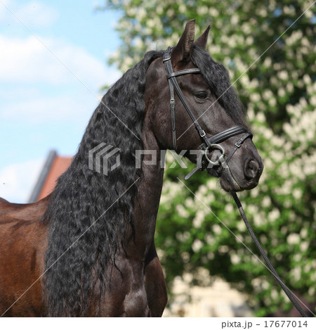 Friesian horse standing on the grass 17677014