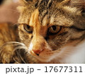 猫 17677311