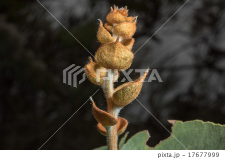 australia bush flowers flora detail 17677999