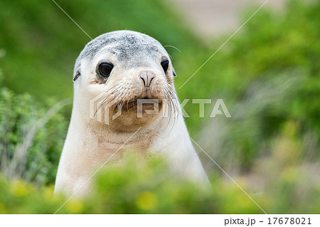 newborn australian sea lion on bush background 17678021