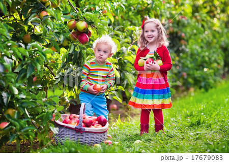 Kids picking fresh apples from tree in a fruit orchard Kids picking fresh apples from tree in a fruit orchard 17679083