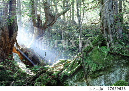 苔の森の朝 苔の森の朝 17679638