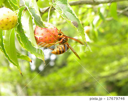 秋になって熟したヤマボウシの実に蜂が来ていますの写真素材