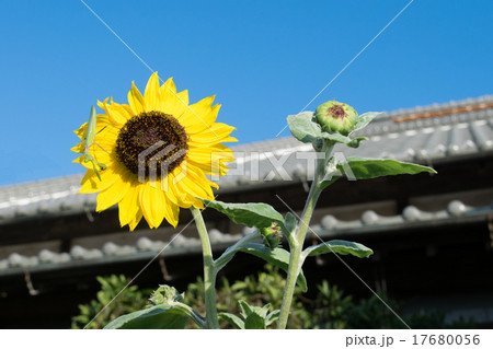 ヒマワリとカマキリ 17680056