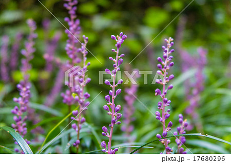 ヤブランの花 17680296