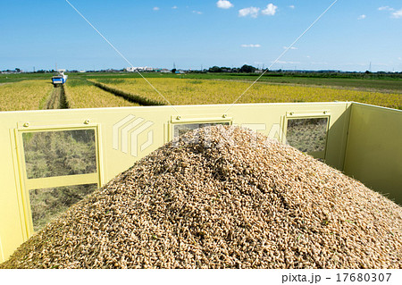 「マンゲツモチ」の収穫（籾）２ 17680307