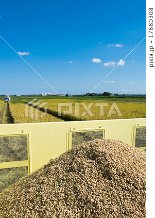 「マンゲツモチ」の収穫（籾）３ 17680308