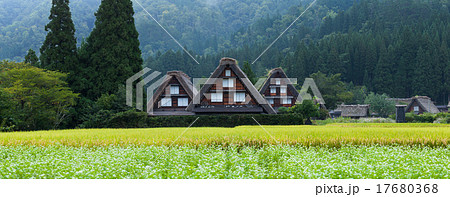 白川郷 稲とソバの花（パノラマ長辺9000pix） 17680368