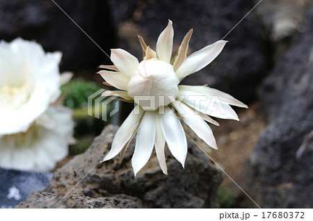 サボテン（短毛丸） 17680372