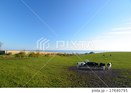 Cows are on the meadow 17680795