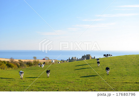 Cows are walking to graze 17680796