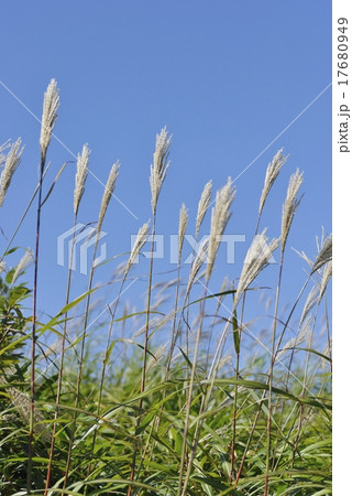 すすき（三平山登山道） 17680949