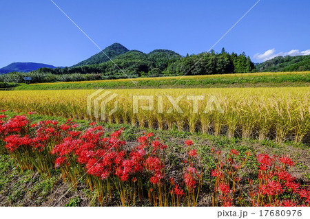 彼岸花と戸神山 17680976