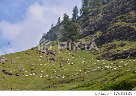 インド ヒマラヤ山岳地帯マナリー 山の景色と羊の群れ の写真素材