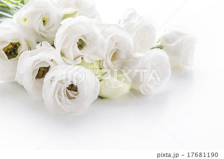 キキョウ 17681190