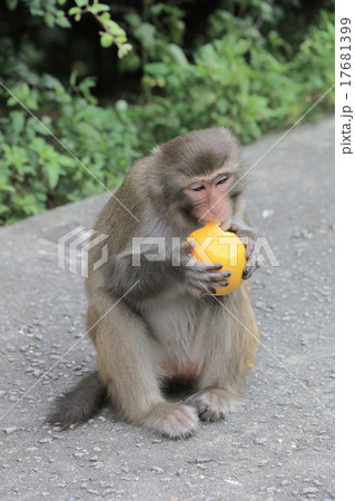 monkey in Kam Shan Country Park, hk monkey in Kam Shan Country Park, hk 17681399