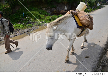 インド　ヒマラヤ山岳地帯マナリー　働く馬　 17681413