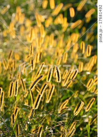 猫じゃらし-キンエノコロ 17681492