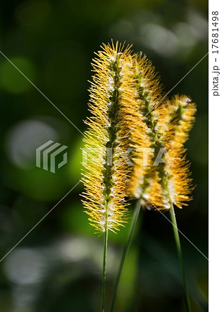 猫じゃらし-キンエノコロ 17681498