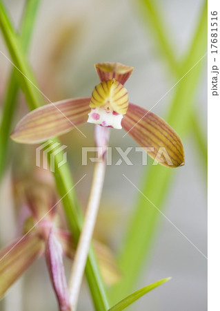 春寒蘭　浩徳の花 17681516