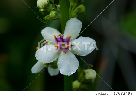 シロバナモウズイカ 17682495