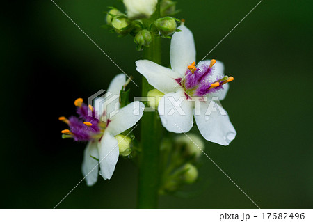 シロバナモウズイカ シロバナモウズイカ 17682496
