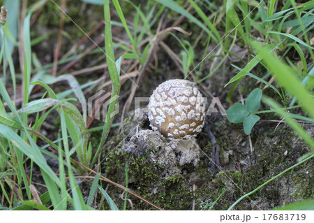 イボテングタケ イボテングタケ 17683719