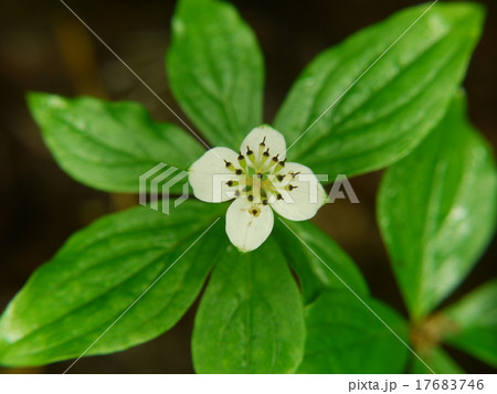 ゴゼンタチバナ 17683746