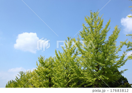 青い空 青い空 17683812