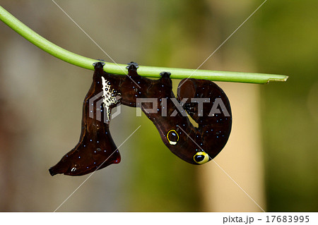 アケビコノハ(幼虫) アケビコノハ(幼虫) 17683995