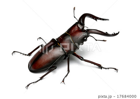 ノコギリクワガタ（オス） 17684000